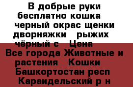 В добрые руки бесплатно,кошка,2.5черный окрас,щенки дворняжки,3 рыжих 1 чёрный,с › Цена ­ - - Все города Животные и растения » Кошки   . Башкортостан респ.,Караидельский р-н